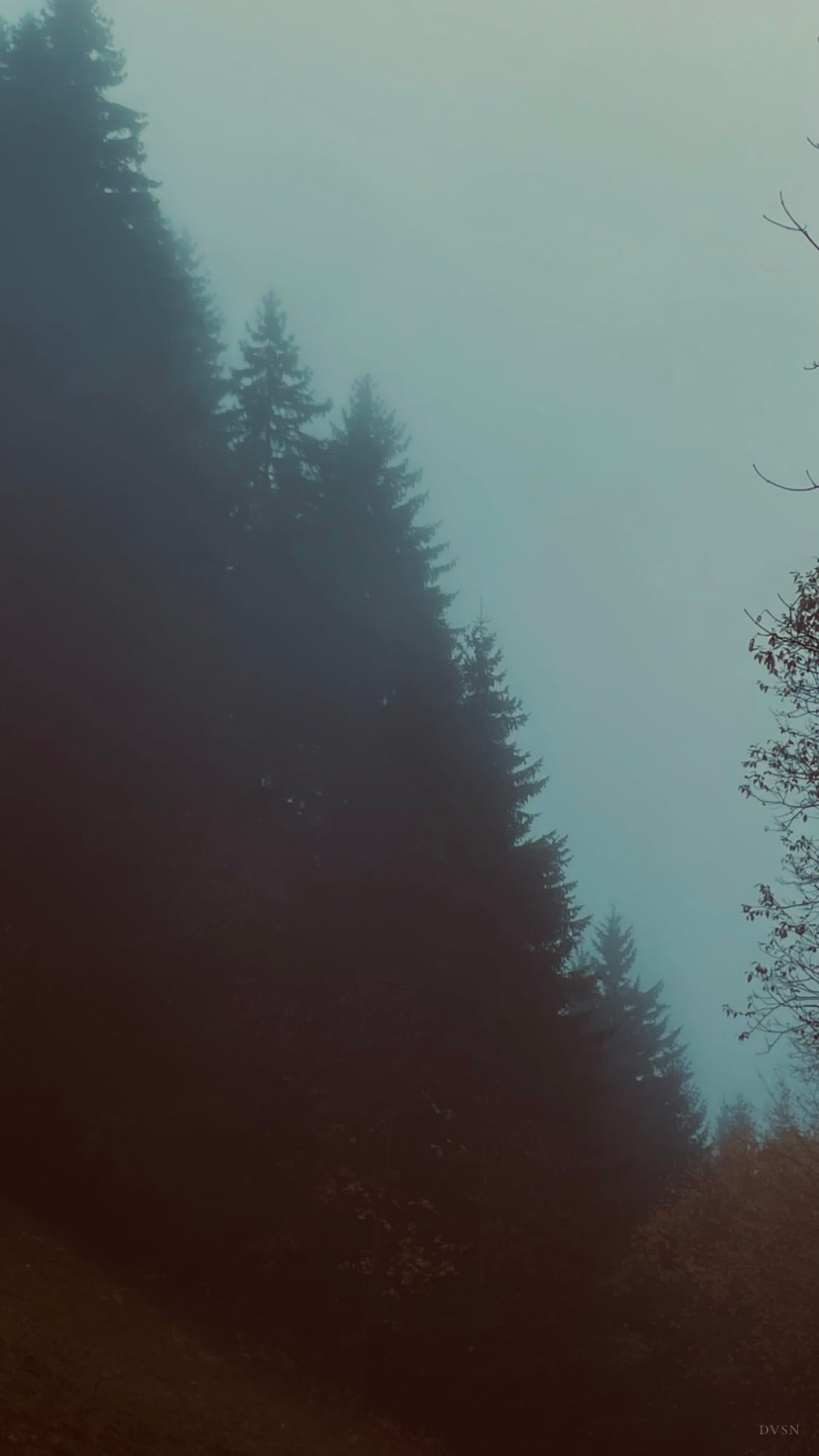Fir trees fading diagonally into dense fog.